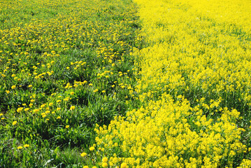 Obraz premium Border Between Blooming Rapeseed And Dandelion Meadow