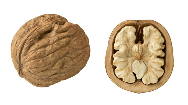 Whole walnut and halved walnut showing kernel, isolated on transparent background