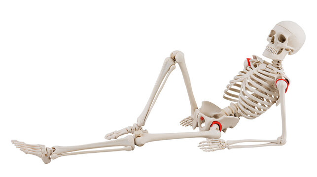 Human skeleton model in a relaxed pose, isolated on transparent background