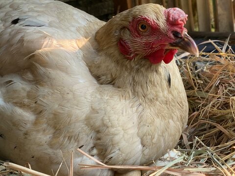 Close-up of a white hen brooding sitting on eggs in nest with warm sunlight hitting feather