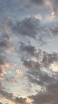 Many birds flying through a cloudy evening sky at sunset