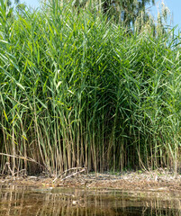 Fototapeta premium Growing beautiful reeds on the shore of a lake in summer
