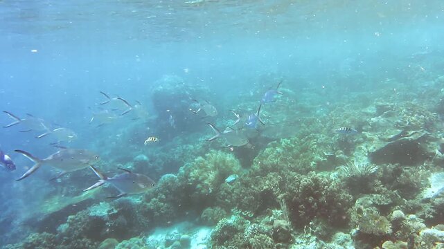 Shoals of tropical fish on coral reef