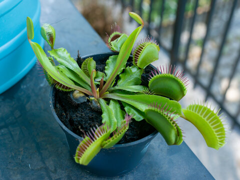 Healthy Venus flytrap Dionaea muscipula growing in moist acidic substrate, with open green trapping leaves edged by red sensory bristles. Detailed botanical image of a carnivorous houseplant adapted t