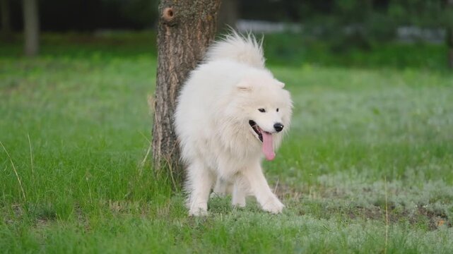 Fluffy White Samoyed Dog Standing Near Tree and Walking on Green Grass Outdoors