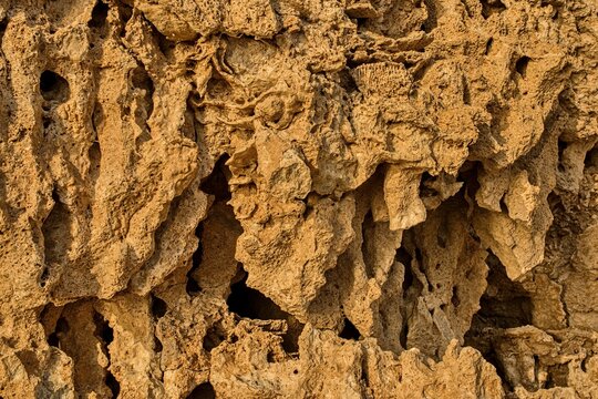 Close up full frame background photo of highly textured porous coral reef rock and limestone cliff surface. Warm golden side lighting highlights deep cavities, sharp edges, and natural erosion holes. 