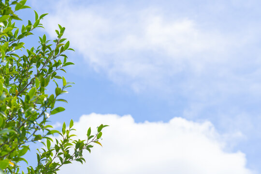 Leafy branches framing white clouds in a bright summer sky