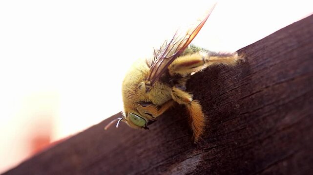 Tropical carpenter bee (Xylocopa latipes) on beam, macro view