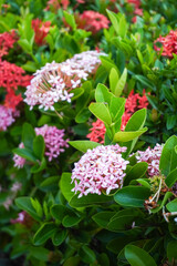 Fototapeta premium Close-up of vibrant red ixora flowers blooming among lush green leaves in a tropical garden. Natural sunlight, selective focus, and blurred background create a fresh botanical scene.