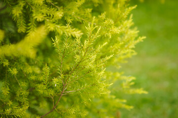 Fototapeta premium Fresh green cypress foliage in close-up with soft bokeh background. Natural botanical texture featuring delicate leaves and vibrant spring colors, ideal for nature, gardening, and ecology concept.