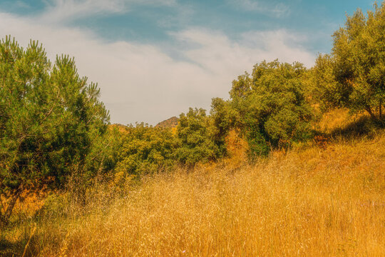 Meadow with yellow dried tall grass and some trees with mountain in the background under a blue sky with clouds. Andalusia, Spain.
