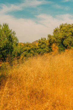 Meadow with yellow dried tall grass and some trees with mountain in the background under a blue sky with clouds. Andalusia, Spain.