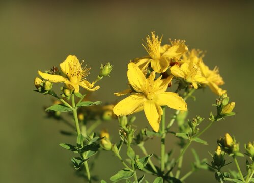 St. John's wort (Hypericum perforatum) herbaceous medicinal herb