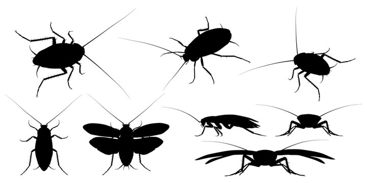 Pack of realistic vector cockroaches from various perspectives.