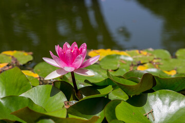 Fiore di ninfea nello stagno © errem