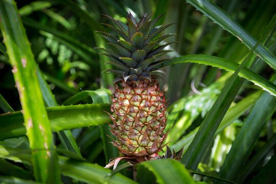 Frutto di ananas su pianta