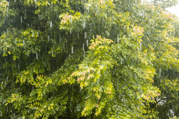 Fototapeta premium Tropical summer rain shower wetting tree foliage background