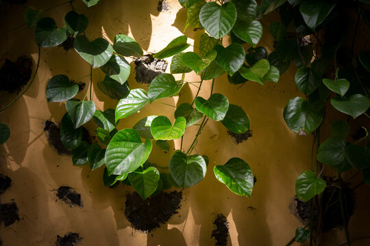 Pianta di potos su muro giallo