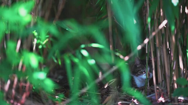 Stray cat resting in green summer grass and looking at camera in dappled shade, cinematic b-roll in Tokyo, Japan