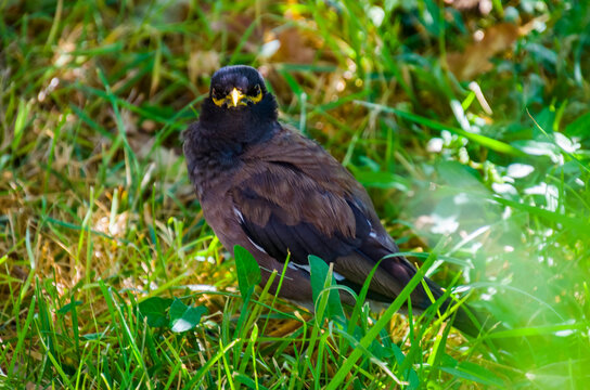 El min&aacute; com&uacute;n (Acridotheres tristis), tambi&eacute;n llamado min&aacute; indio, es un paseriforme altamente comensal