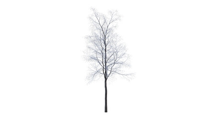Fototapeta premium Tree