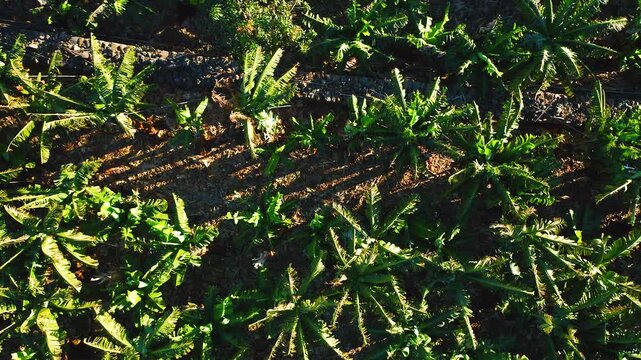 Overhead View of Lush Banana Trees and Agricultural Fields in Tenerife