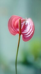 Fototapeta premium Elegant pink anthurium flower close-up, perfect for mobile wallpaper.