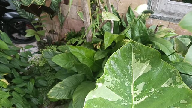 Close Up of Variegated Alocasia Leaf in a Tropical Garden
