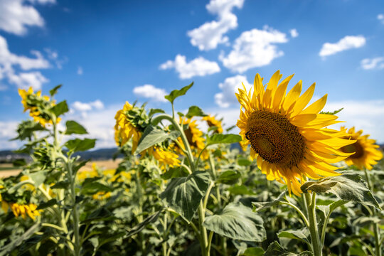 The common sunflower (Helianthus annuus) is a large annual forb in the daisy family Asteraceae.