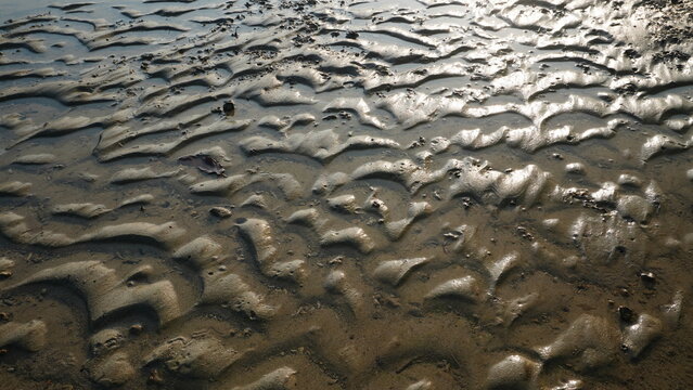 Wet Mudflat Ripples