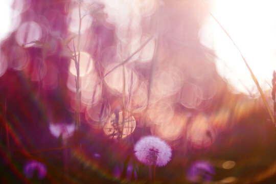 Sunny day on a field of wild grasses and flowers, abstract blurred background of summer nature