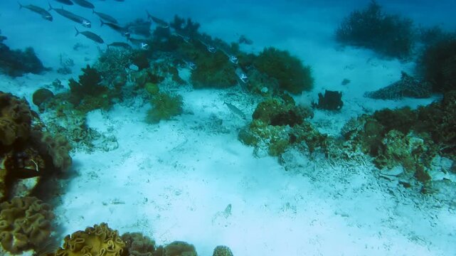 Shoals of tropical fish on coral reef