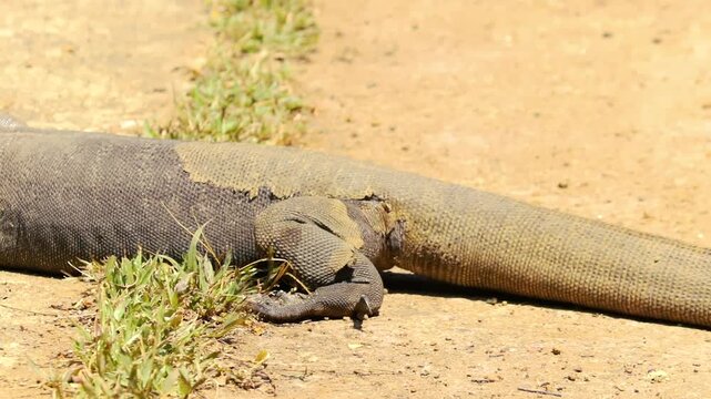 Large Bengal monitor lizard crawling on sandy ground outdoors in bright sun