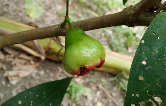 Close-up of a raw green water apple hanging on a tree branch, Syzygium samarangense, Myrtaceae family, Tropical summer fruit of Bangladesh
