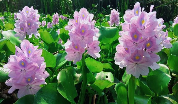 Beautiful Blooming Water Hyacinth Flowers in a Tropical Pond with Vibrant Green Leaves