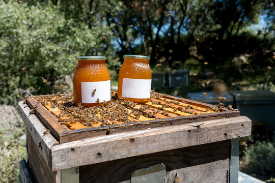 Honey jars on beehive during Apis mellifera iberiensis harvest