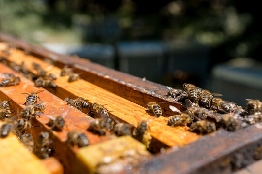 Honey bee colony on wooden hive frame