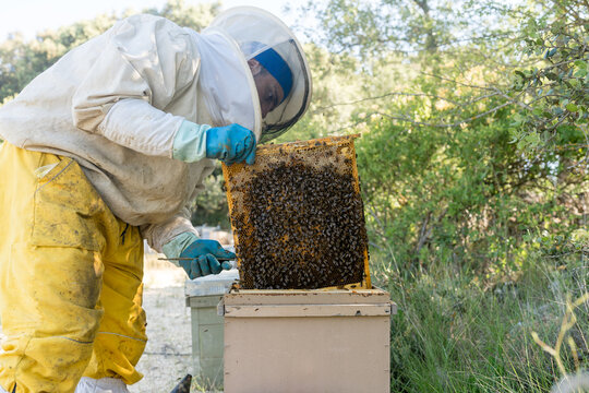 Beekeeper inspect honeycomb frame in Langstroth hive