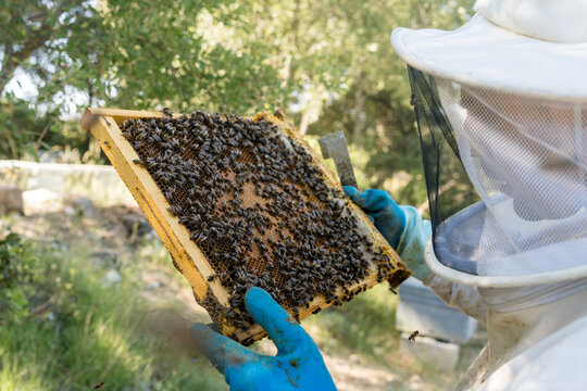 Beekeeper inspect hive frame to locate queen bee