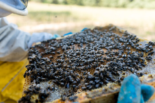 Beekeeper inspect honeybee colony to locate queen bee