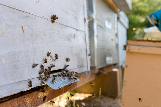 Honey bees enter wooden hive during beekeeping season