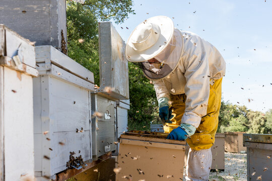 Beekeeper inspect Langstroth hive amid honey bee colony