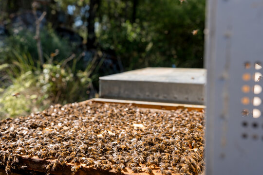 Honey bee colony on a beehive frame in sunlight
