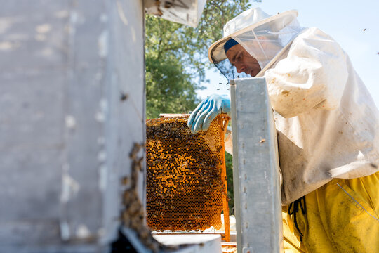 Beekeeper inspect honeycomb frame in apiary during harvest