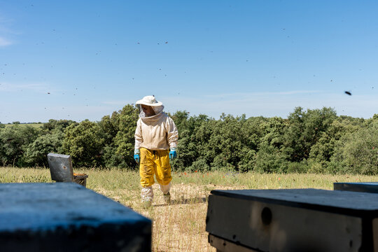 Beekeeper inspect honey bee hive in sainfoin field
