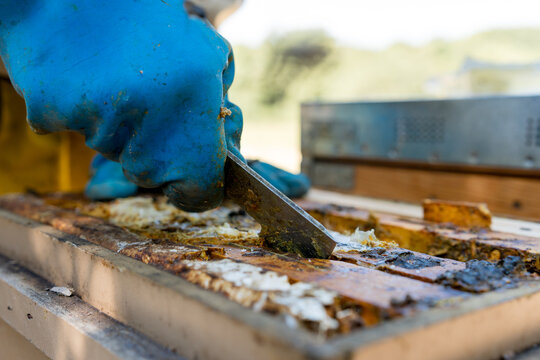 Beekeeper inspect hive frame with blue protective glove