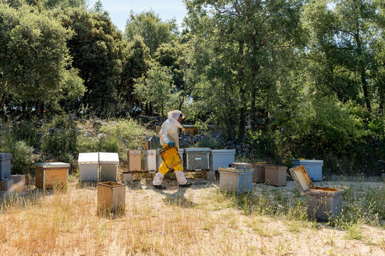 Beekeeper inspect Langstroth hive in Mediterranean apiary