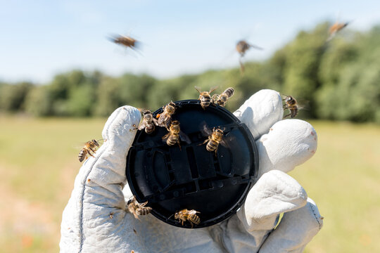 Bees surround camera lens cap on beekeeper glove