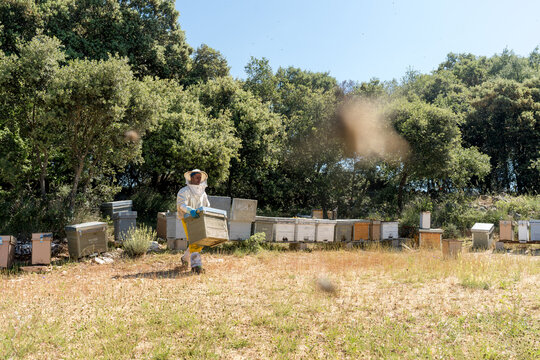 Beekeeper tend to Langstroth hive in rural apiary