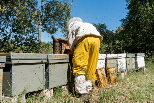 Beekeeper tend Apis Mellifera Iberiensis Langstroth hive